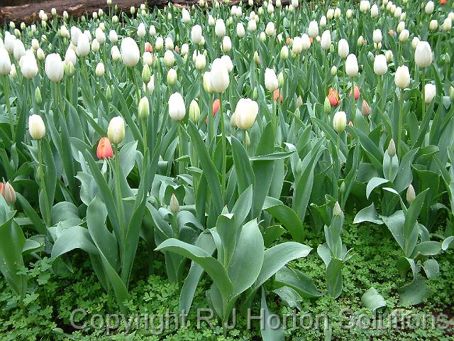 Tulip Bed_2